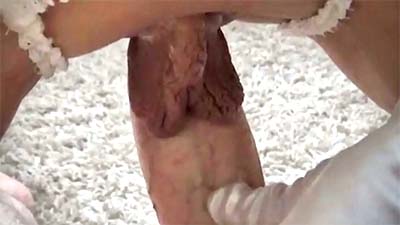 Envuelven una polla con sus labios vaginales mojados